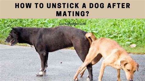 dog intercourse|How to Unstick a Dog After Mating: Your Questions,。